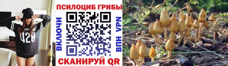 купить наркотик  Верея  Псилоцибиновые грибы Magic Shrooms 